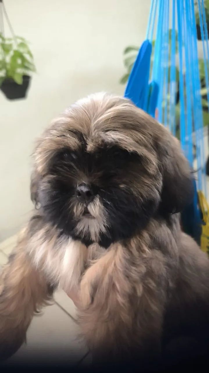 Vendo um lindo filhotinho de Shitzu macho  - Foto 2