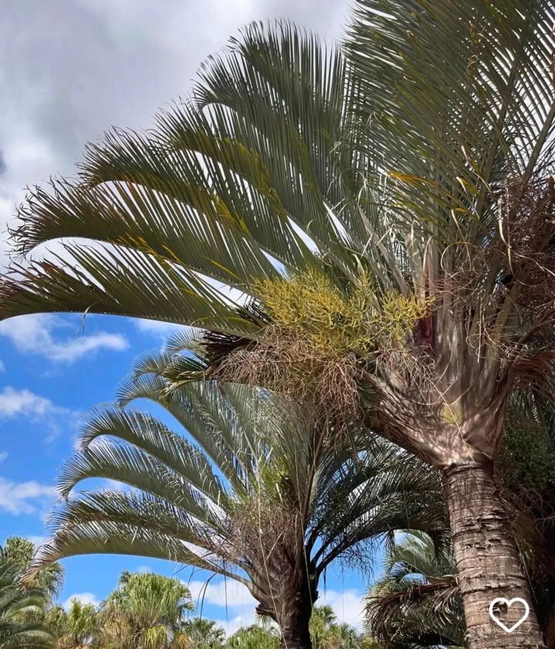 Palmeira Triangular para Jardim - Charme e Elegância - Foto 6