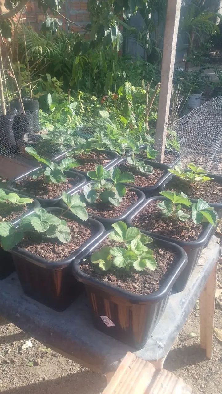 Mudas de plantas frutíferas 