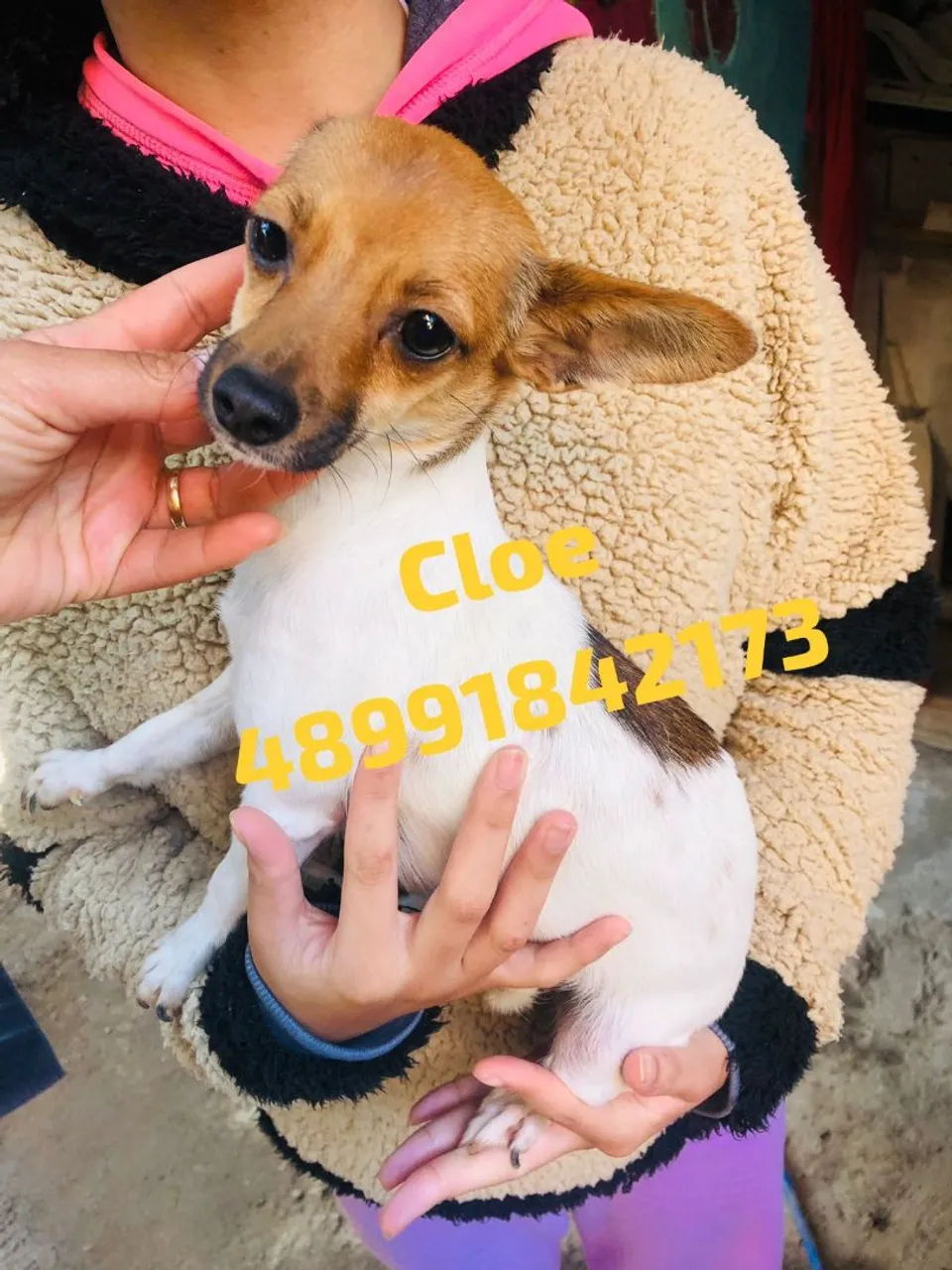 Fêmeas de pinscher 88