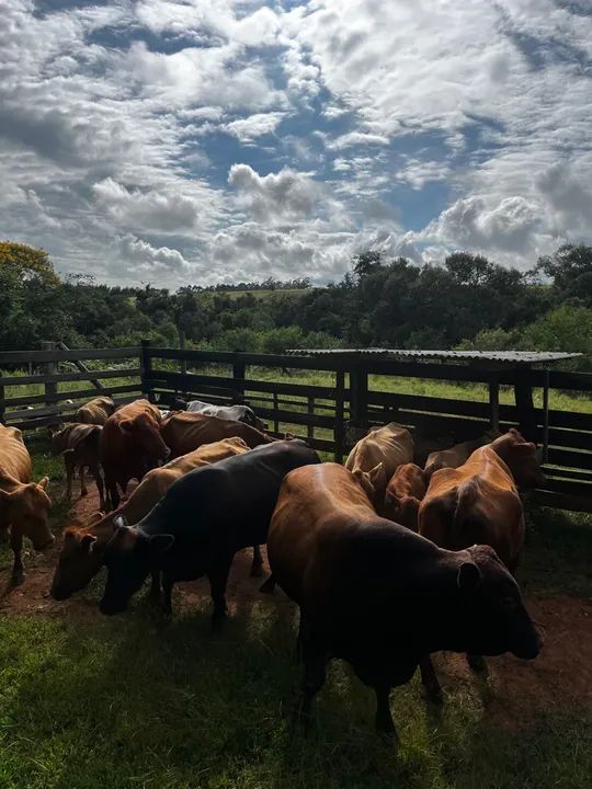 Vendo lote de 20 cabeças 