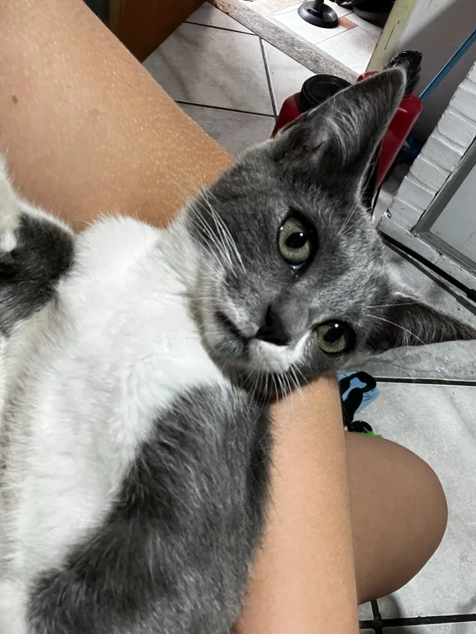 Gatos (filhotes) adoção responsável - Foto 4