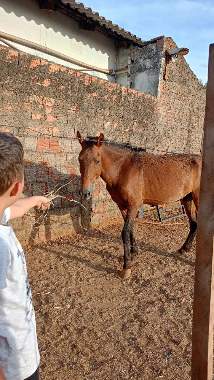 CAVALO ? SAUDÁVEL  - Foto 2