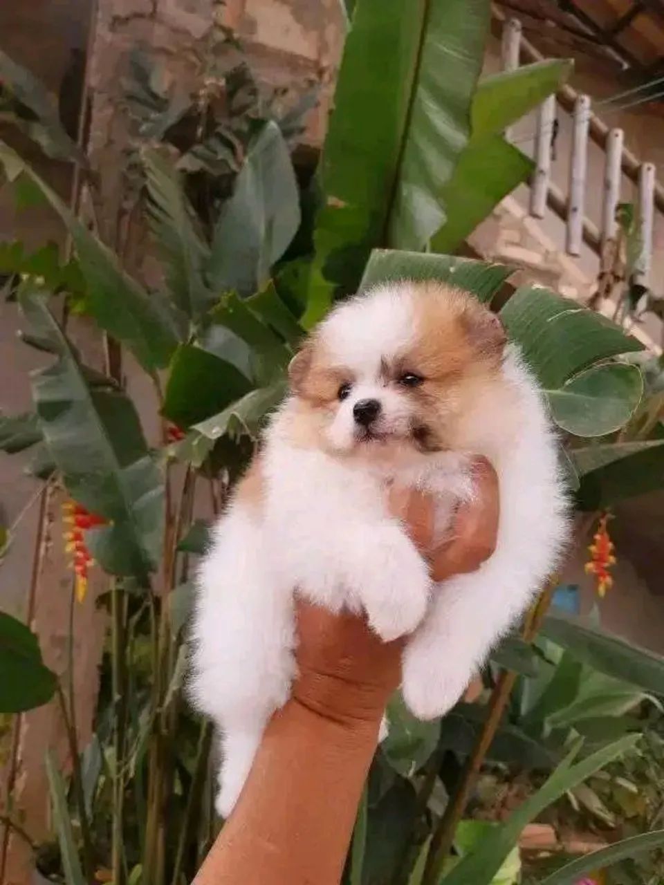 Spitz alemão  - Foto 2