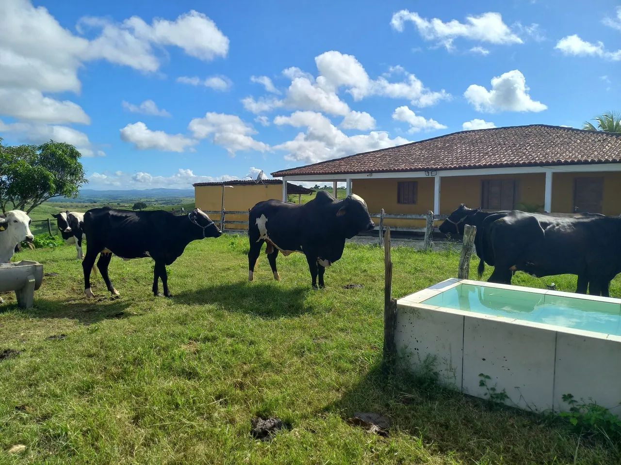 Bois,vacas, e bezerros, à venda. - Foto 2