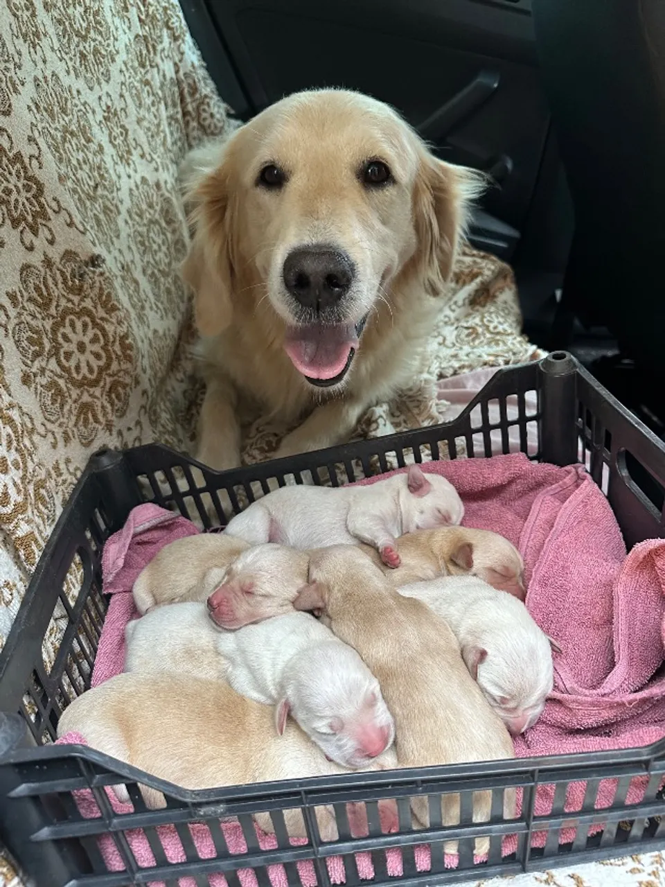 Filhotes de golden