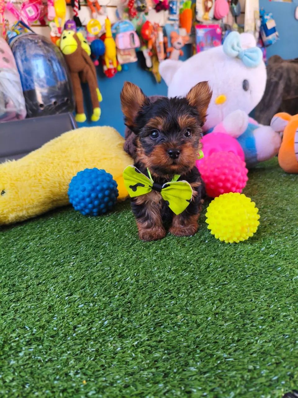 Yorkshire Terrier $2.200,00 machinho  - Foto 2