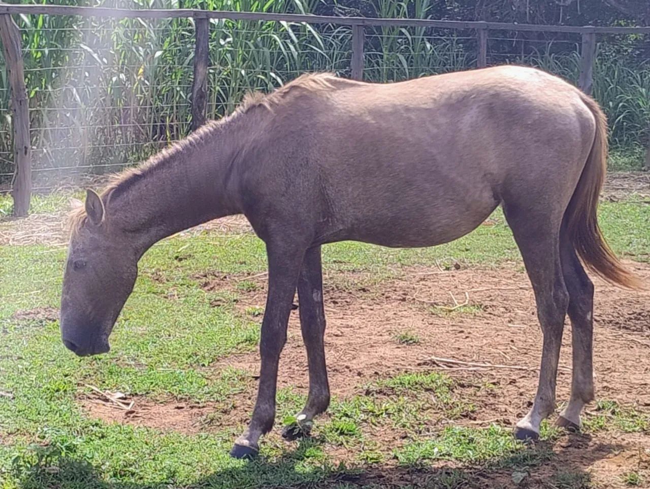 Cavalo, égua e potra. Ótimo preço!  - Foto 5
