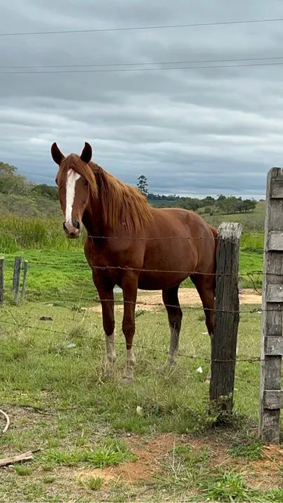 Cavalo Mangalarga Paulista  - Foto 2