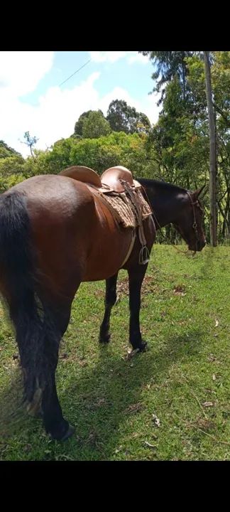 Cavalo crioulo  - Foto 4