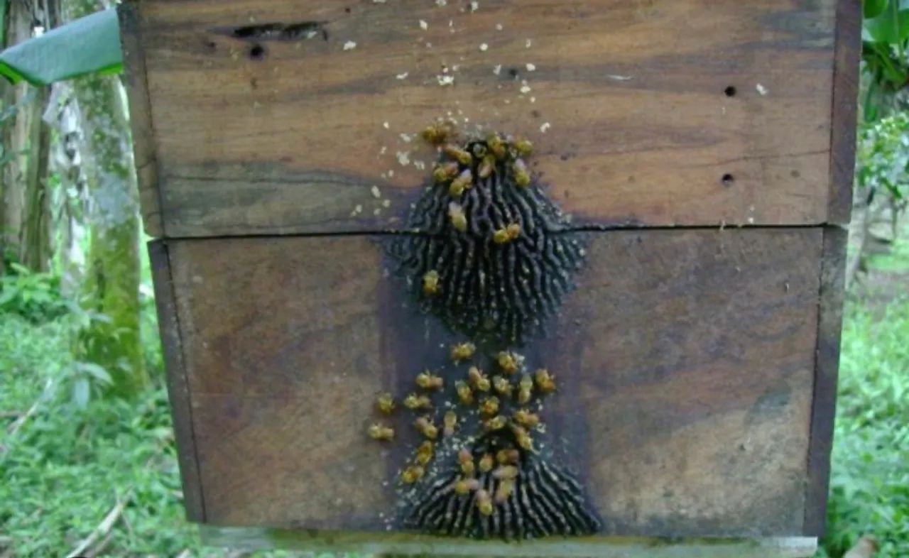 Colmeias de uruçu - Foto 6