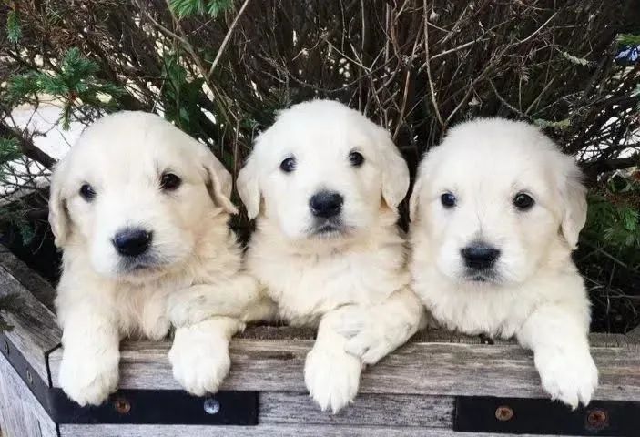 Filhote de Golden Retriever: Um raio de sol para sua casa!