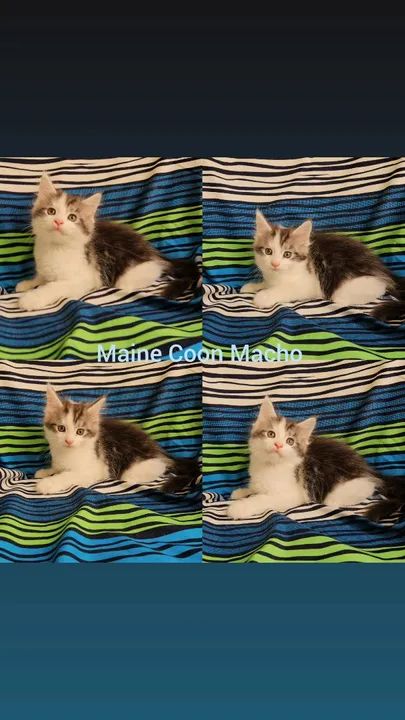 Maine Coon Filhotes - Gatil BSB Cat  - Foto 4