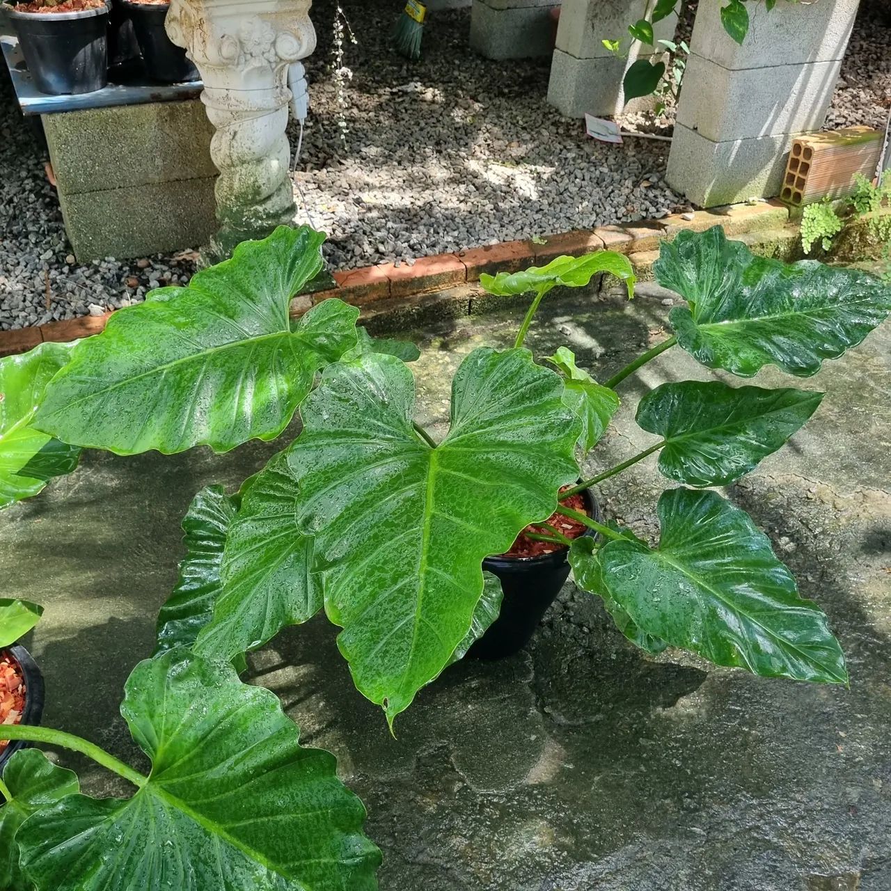 Philodendron ondulato  vaso grande. Planta para decoração. 