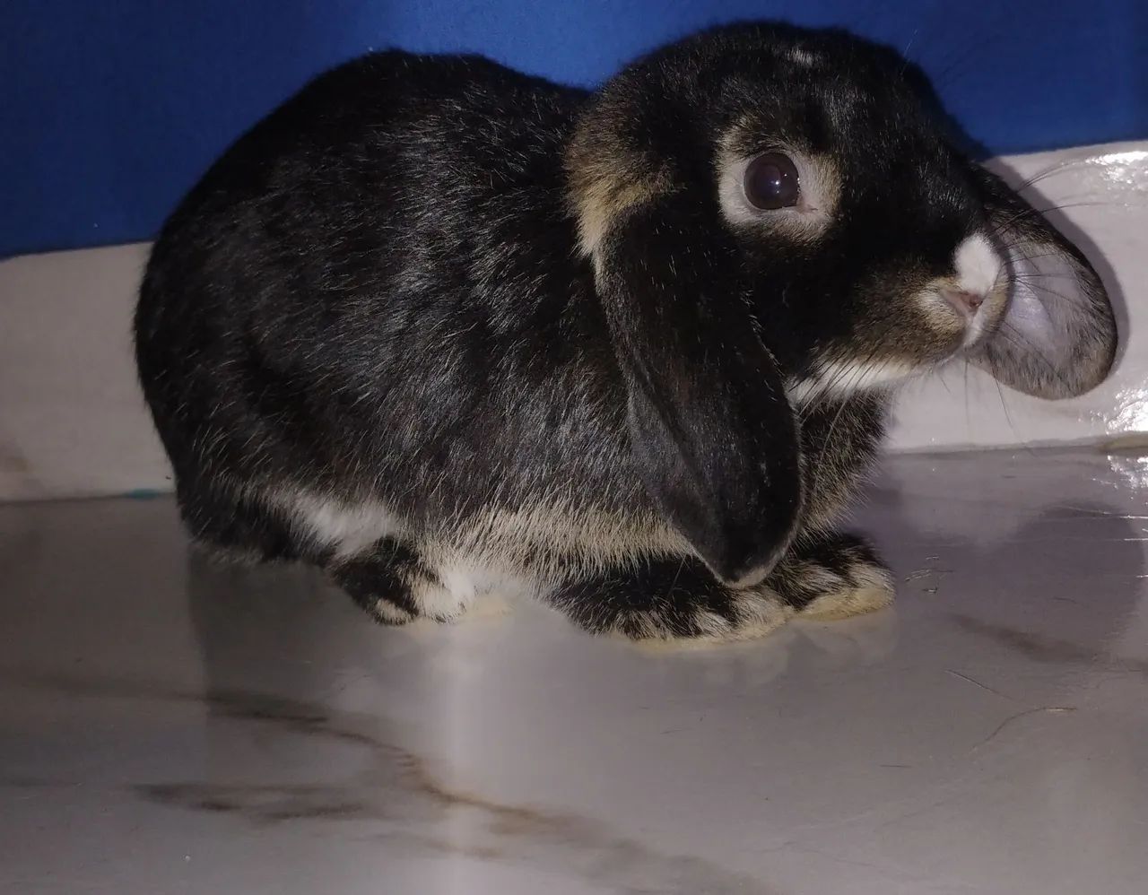 Vende-se coelho da raça Mini Lop + gaiola cave 80 e itens de cuidado do animal