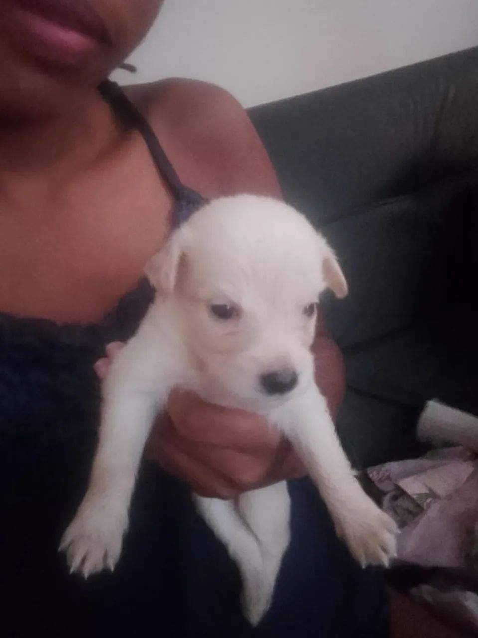 Doa se cachorrinhos macho e fêmeas  - Foto 3