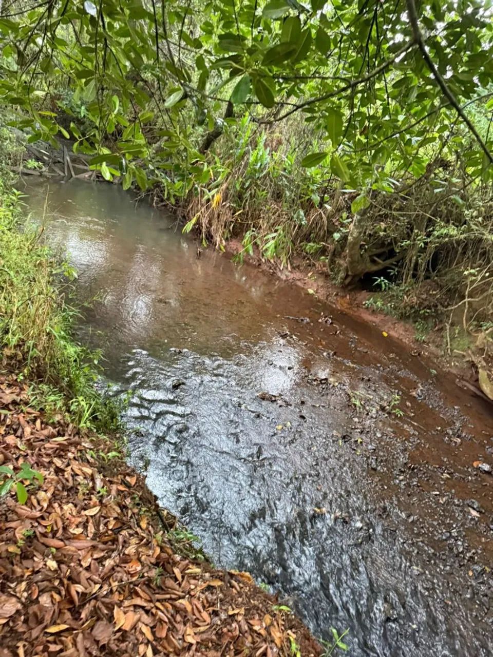 Terreno com cachoeira em florestal  - Foto 2