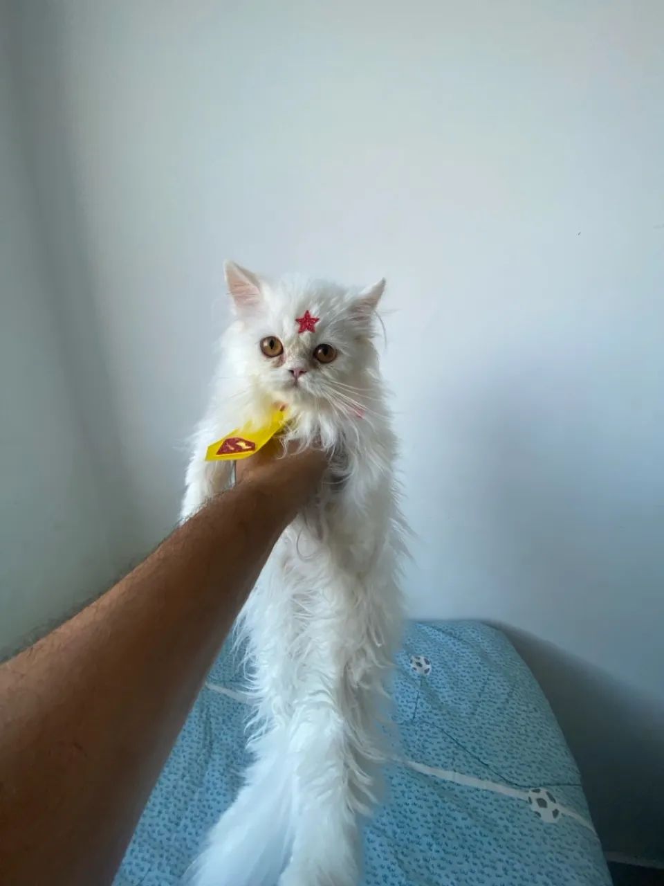 Persa Macho Branco Promoção 