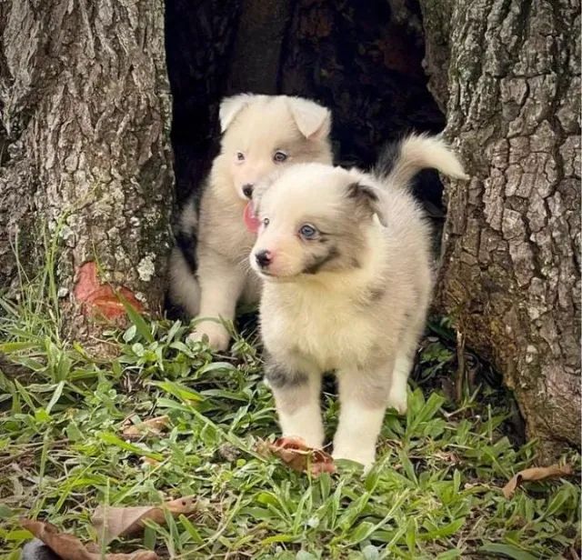 Border Collie - Grande São Paulo - Foto 5