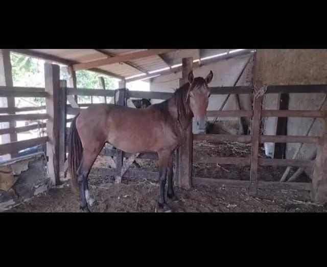 Dupla de Portos puros e Registrados | Netos do Elfo do Porto Azul - Foto 3