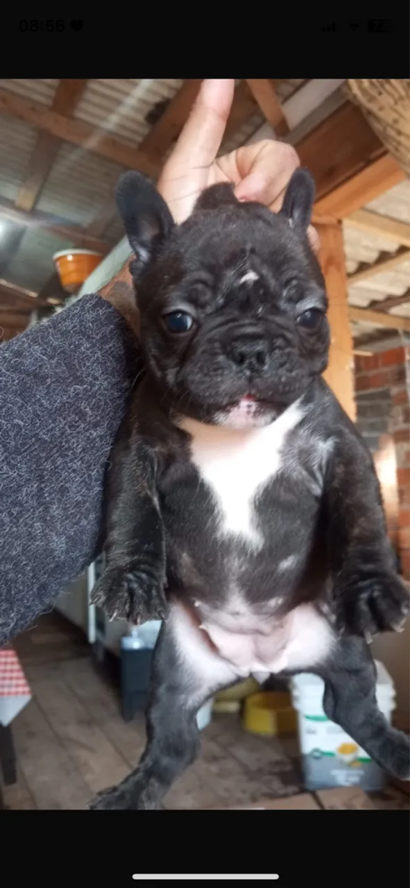 Filhote de Bulldog Francês