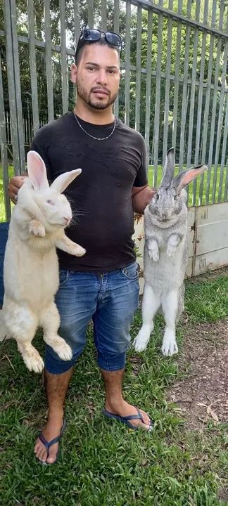 Vendo filhotes de coelhos de Flandres gigante! - Foto 6