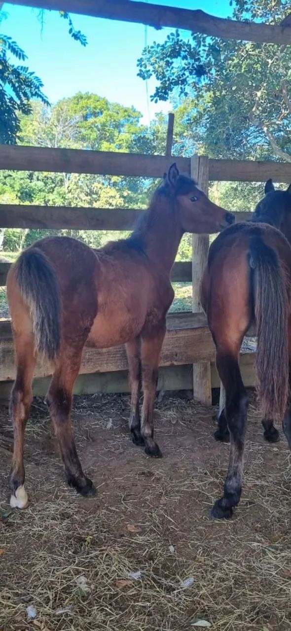 Potros à venda - Foto 6