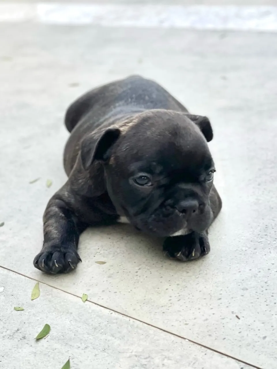 Bulldog Francês filhotes - VENDA!