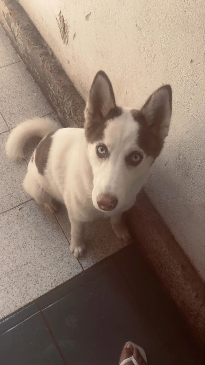 Vendo cachorro  - Foto 4