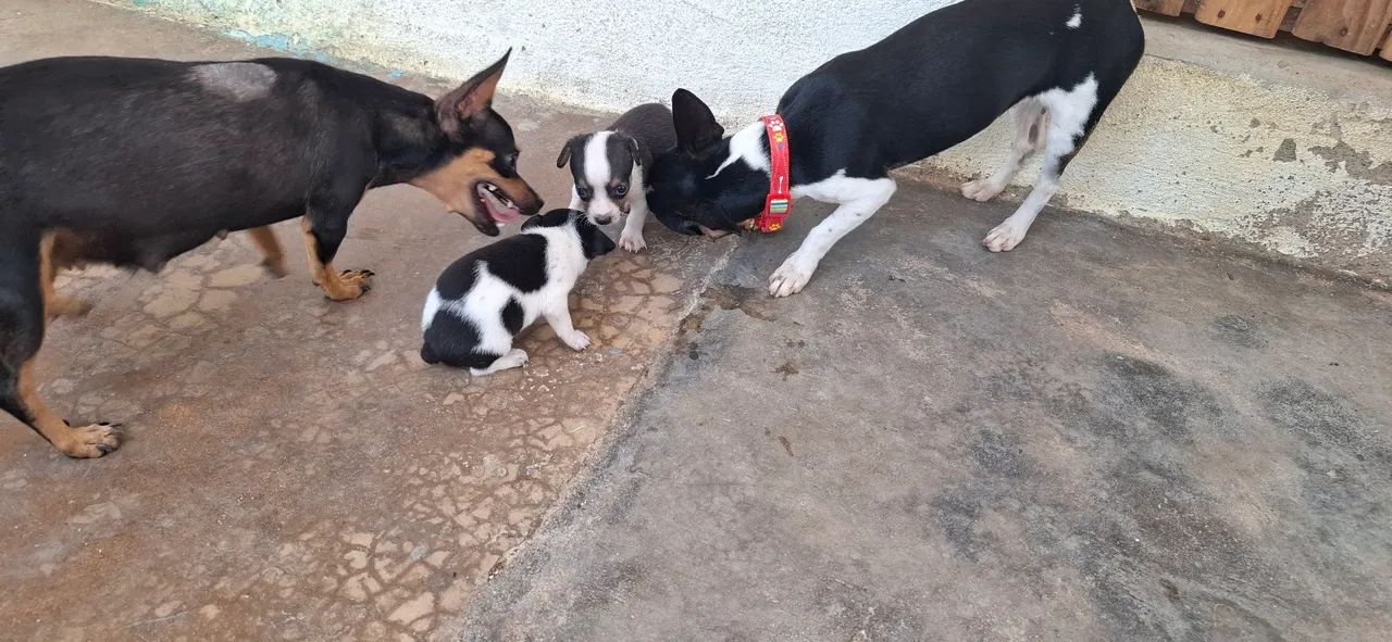 Pinscher micro  - Foto 4