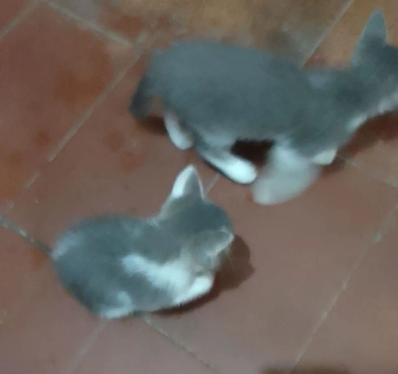 Gatinhos fofinhos para adoção - Foto 4