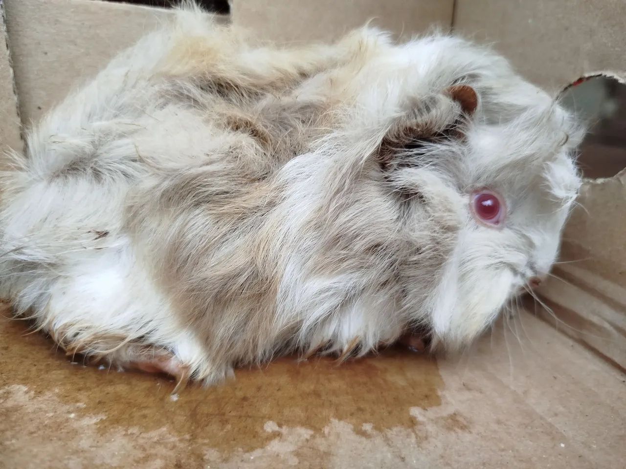 Porquinhos da índia 