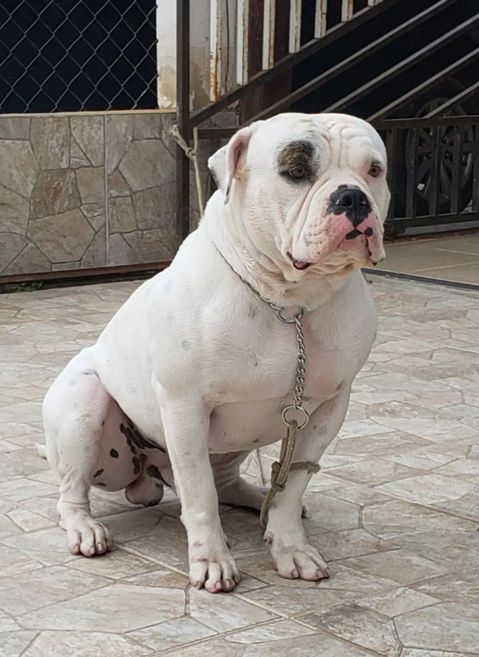 Bulldog Animals Bulldog American Olx English Bulldog American