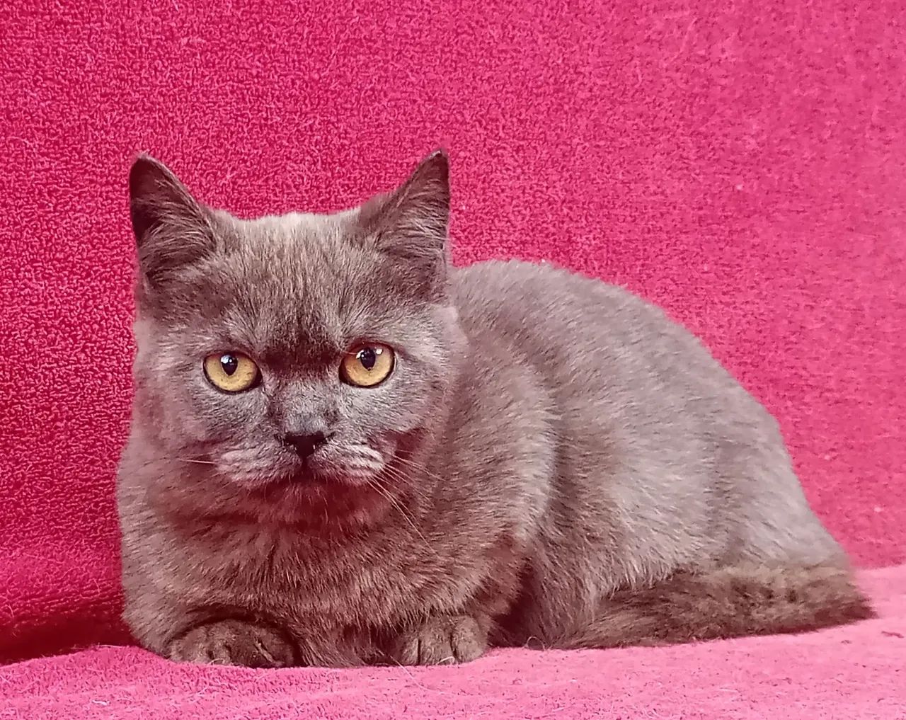 Gato Munchkin, Gato Anão, Mini Gato, Gato Rebaixado, Perna curta