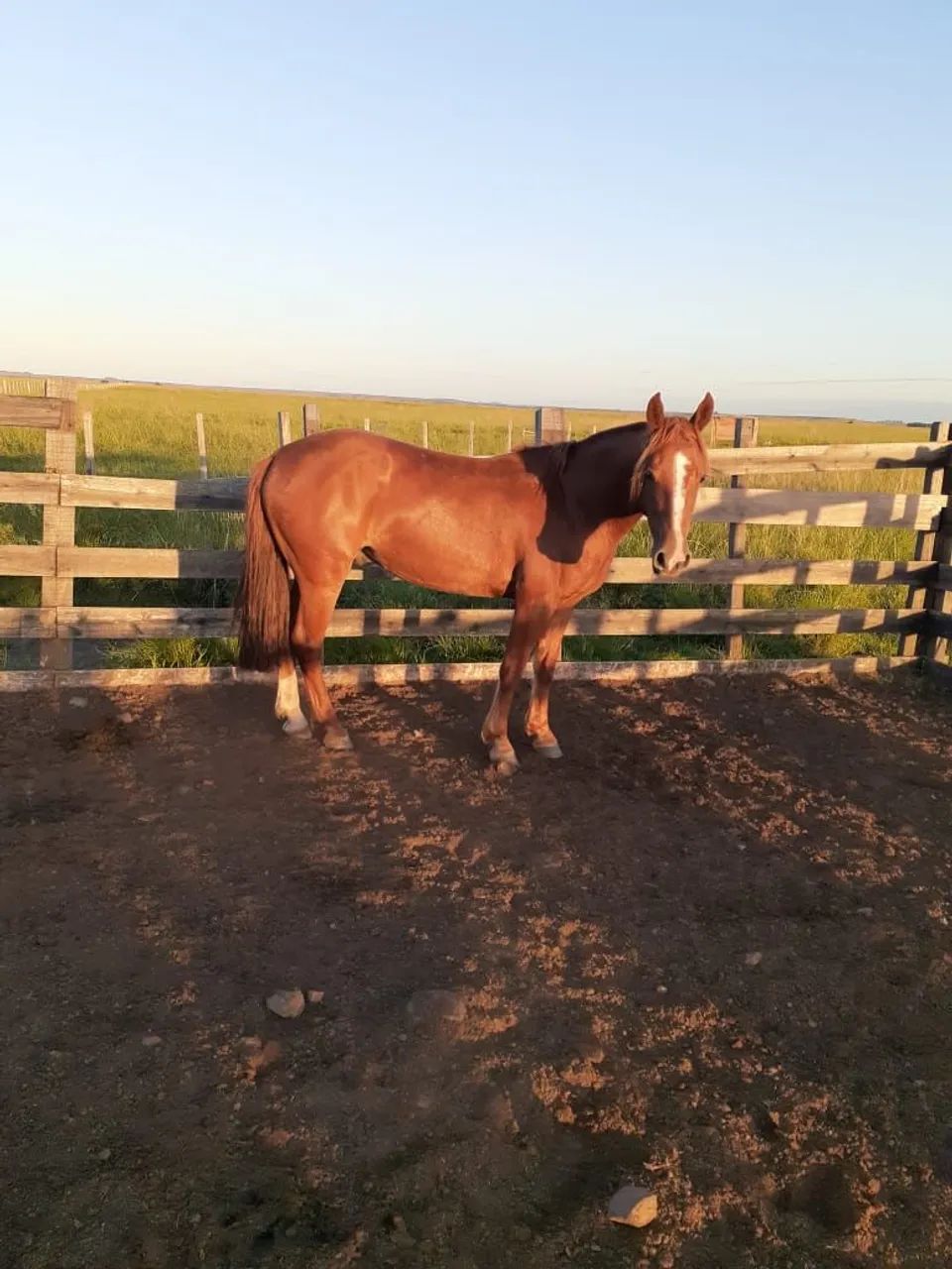 Cavalo para venda - Foto 2