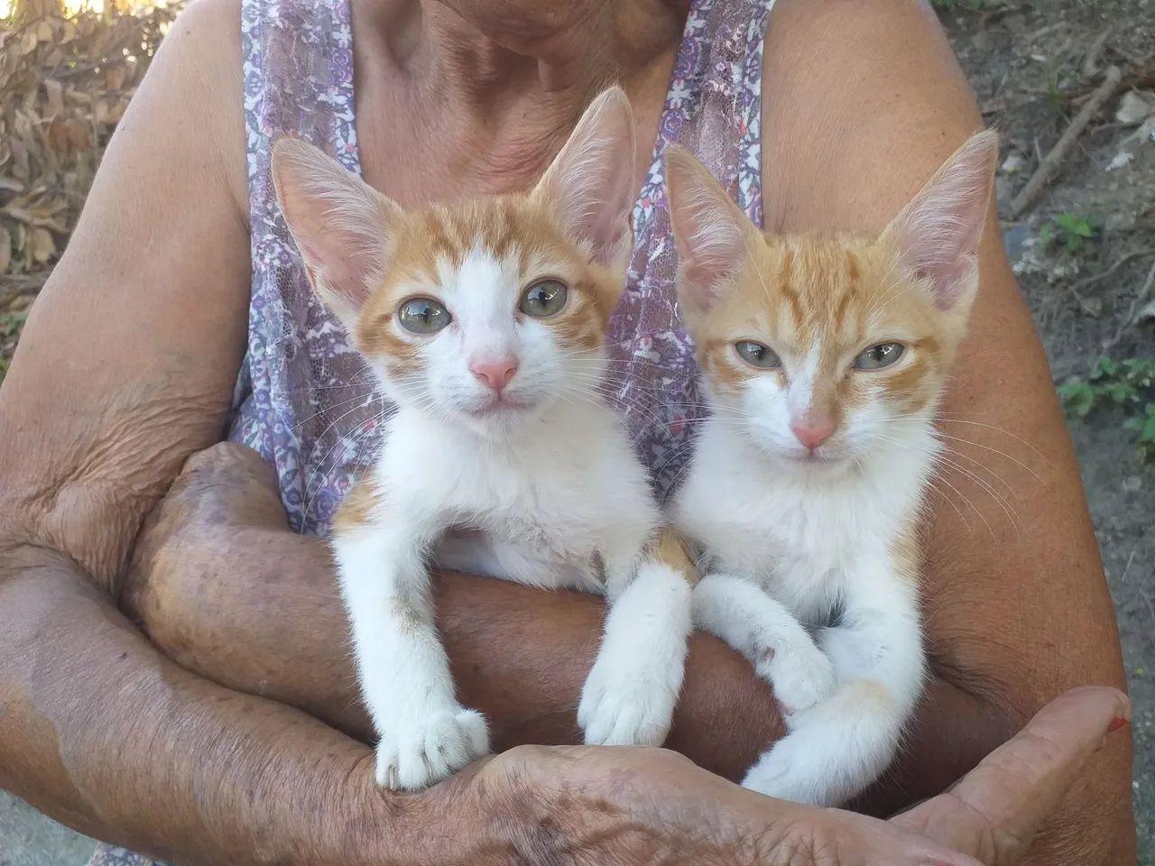 Doasse 2 Gatinhos Laranjas  - Foto 4