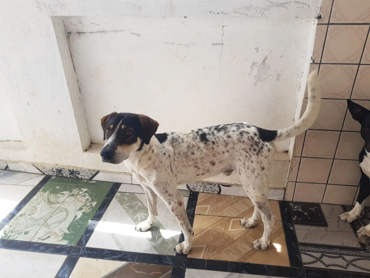 Cão de porte médio para adoção
