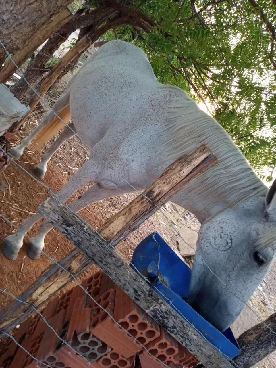 Egua mestiça de mangalarga penha de cavalo QM