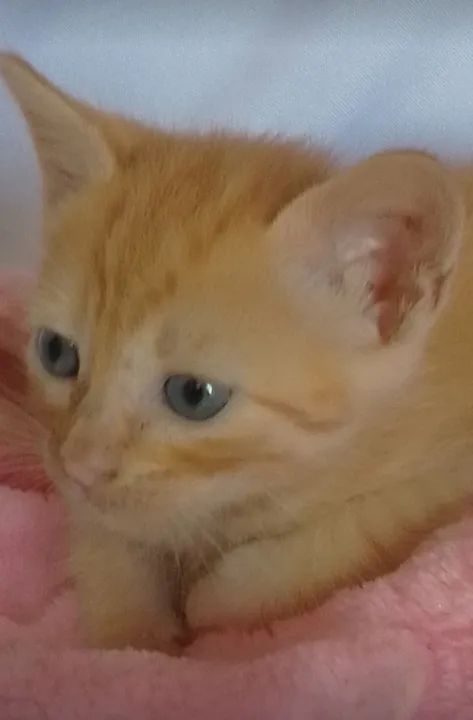 Gata laranja de olhos azuis com 40 dias - Foto 6