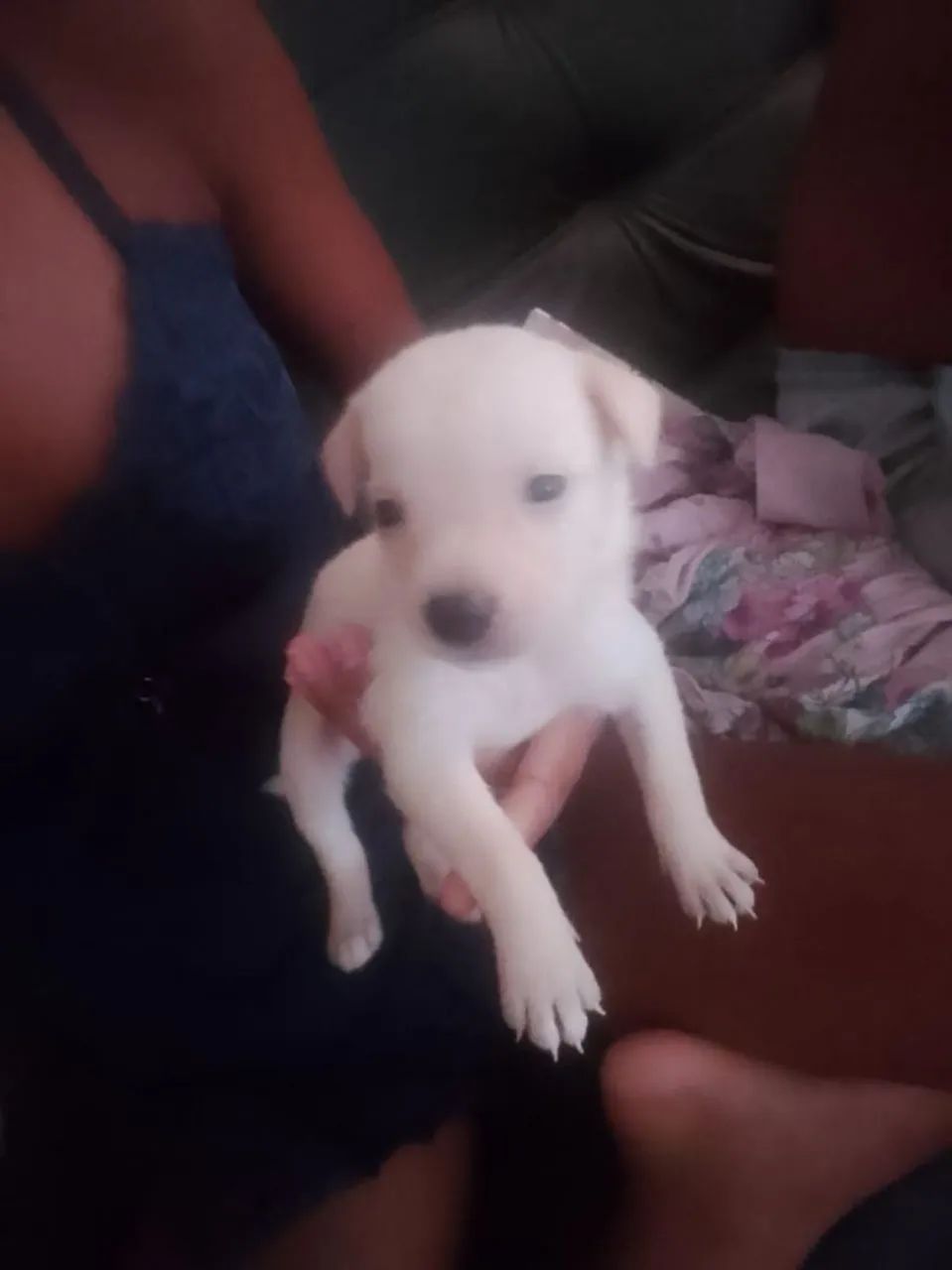 Doa se cachorrinhos macho e fêmeas  - Foto 2