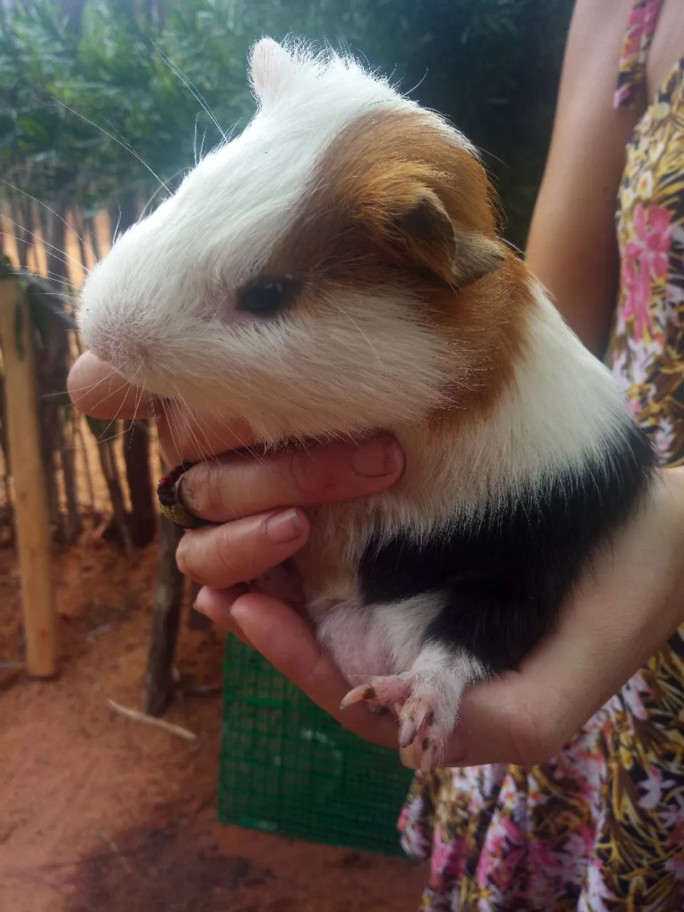 Lindo Porquinho da Índia Tricolor 10,00 lote com 6 unidades
