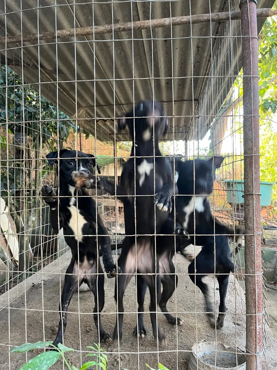 Filhotes Lindas para Adoção!