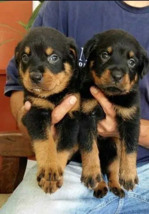 Filhotes de rottweiller cabeça de touro pais com pedigree aceito cartões em até 12x  - Foto 3