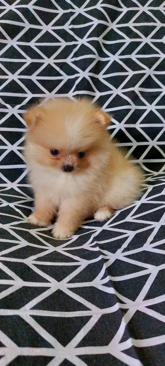 Spitz Alemão - Uma bolinha dourada. - Foto 2