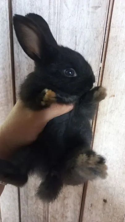 Coelhos filhotes comuns e Raciados - Foto 5