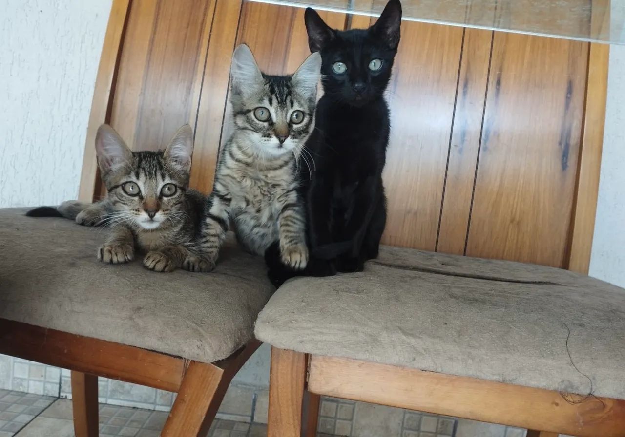 gatos para doação 