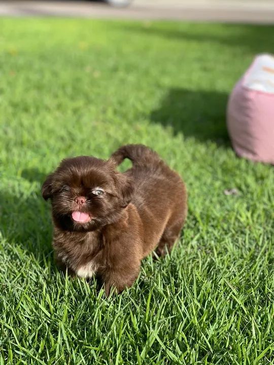 Filhote de shih tzu linhagem canadense macho.  - Foto 6