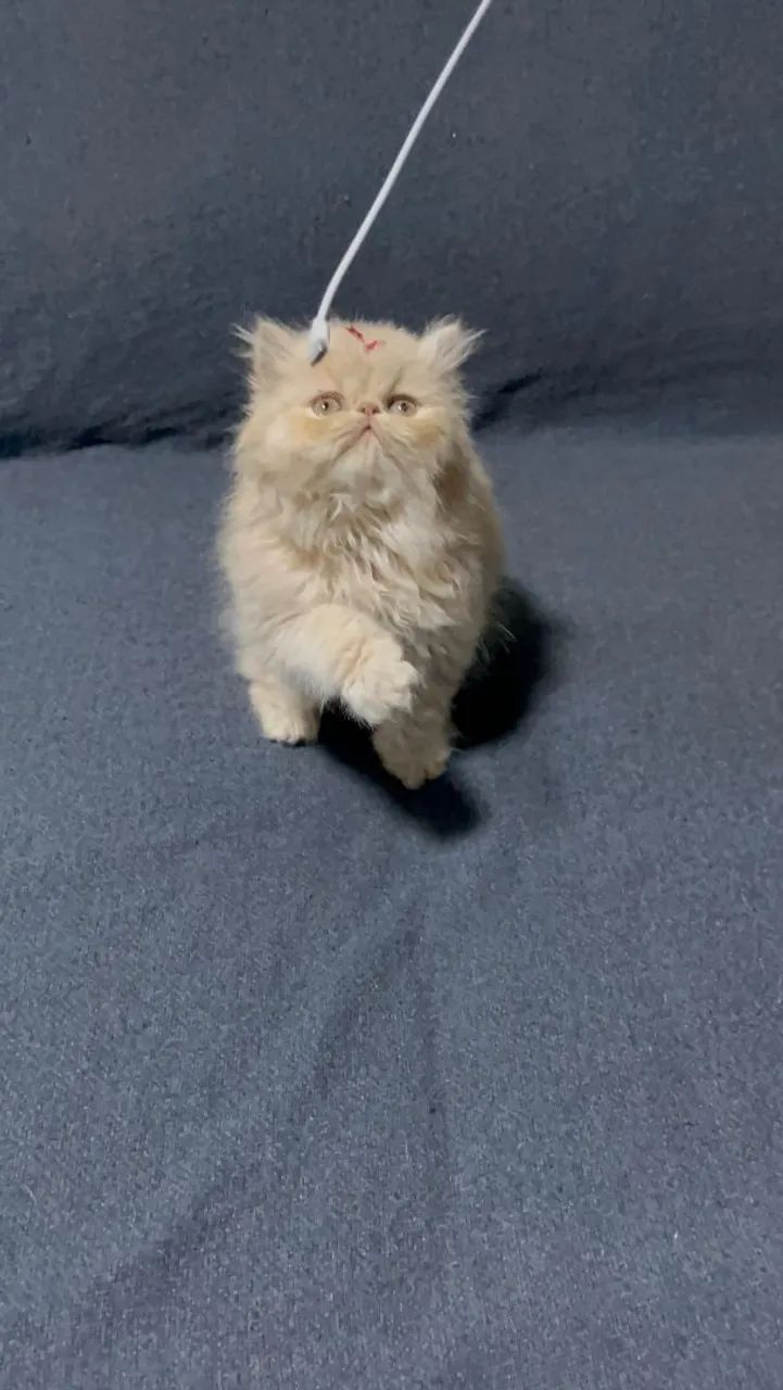 Persa ideais pra sua família - Foto 4