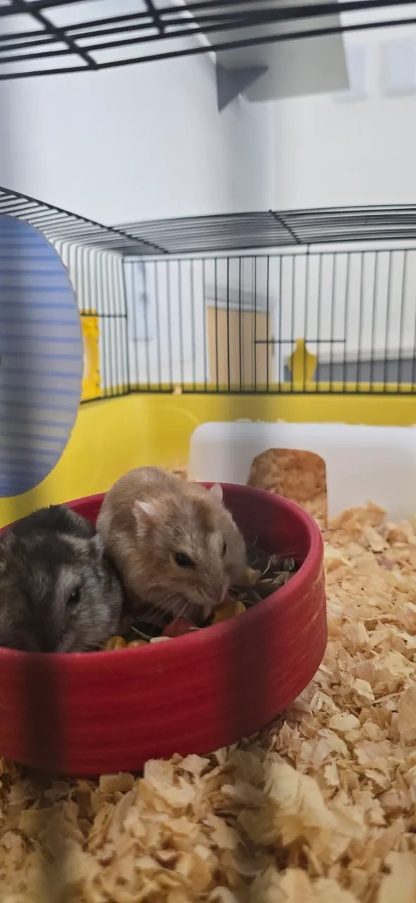 Habitate completa para Hamsters