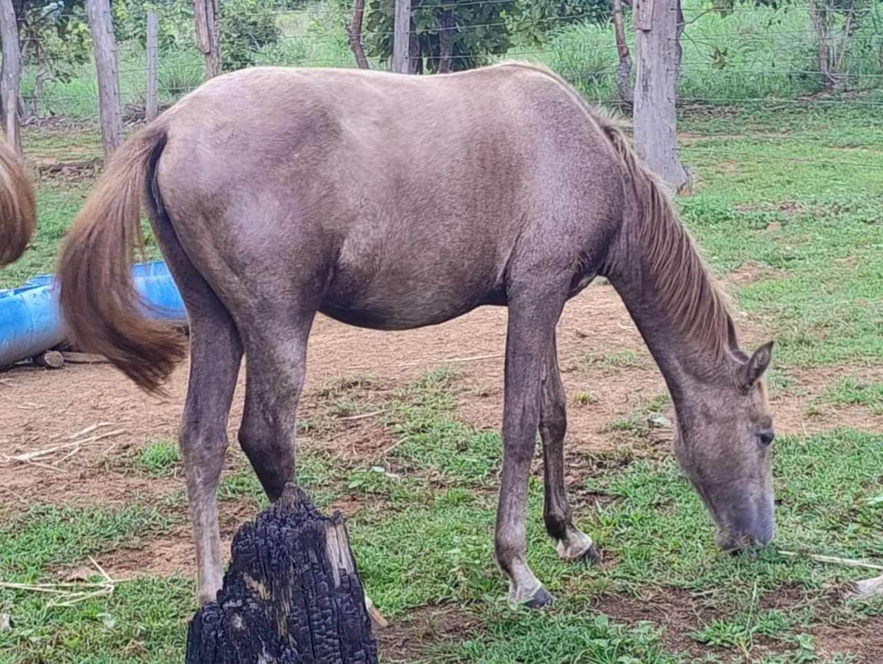 Cavalo, égua e potra. Ótimo preço!  - Foto 3